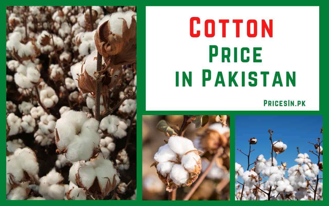 Cotton Prices in Pakistan Today Latest Cotton Rates 2023